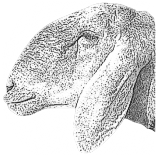 Arashan Logo